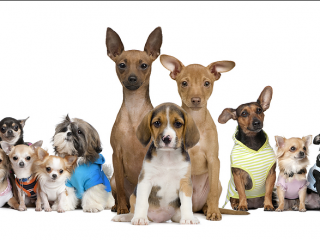 ������������ ������ ��� ����� � ��������-�������� dambo.com.ua