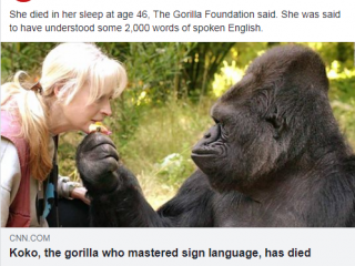  В США умерла знаменитая горилла Коко, которая могла говорить с людьми
