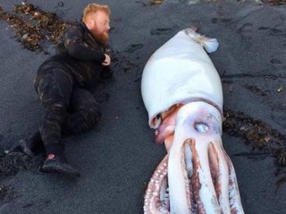 Найденный на берегу огромный кальмар оказался вдвое больше человека