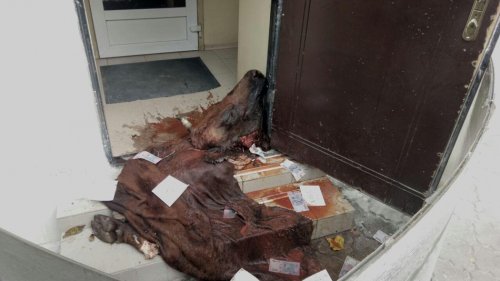 К порогу ветеринарной службы одесситы подбросили голову и копыта мертвой коровы К порогу ветеринарной службы одесситы подбросили голову и копыта мертвой коровы