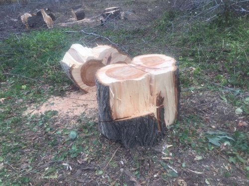 На «Ланжероне» неизвестные спилили множество деревьев На «Ланжероне» неизвестные спилили множество деревьев