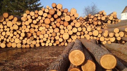 ЕС добивается снятия моратория на экспорт украинского леса-кругляка