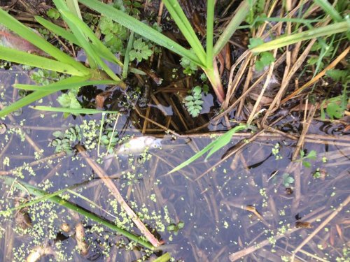 В Житомирской области снова произошел массовый мор рыбы В Житомирской области снова произошел массовый мор рыбы