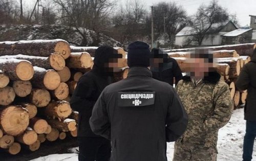 В Житомирской области чиновники лесхоза организовали вырубку леса сверх установленных норм