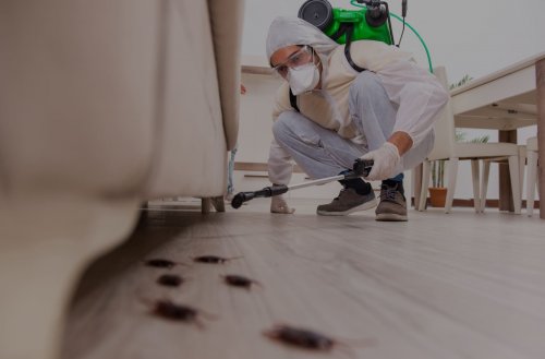 ������ ����������� � ������ �� barbazoni