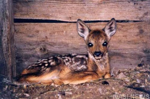 � �������� �������� ��������� ����������� ������