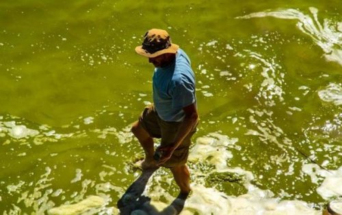 Озеро в Одесской области заполонили ядовитые водоросли Озеро в Одесской области заполонили ядовитые водоросли
