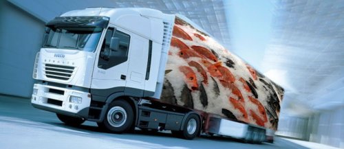 ����������-������������ ��� ��������� ������������ ���������"