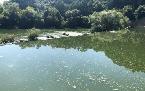 Загрязнение реки в Житомире: убытки составили 23 млн гривен