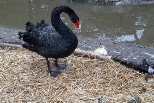 � �������� ������� �������� ���������� ������� ������. ����