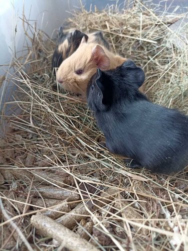 � ����� ���������� ��������� �������� - ���������� � ����������. ����