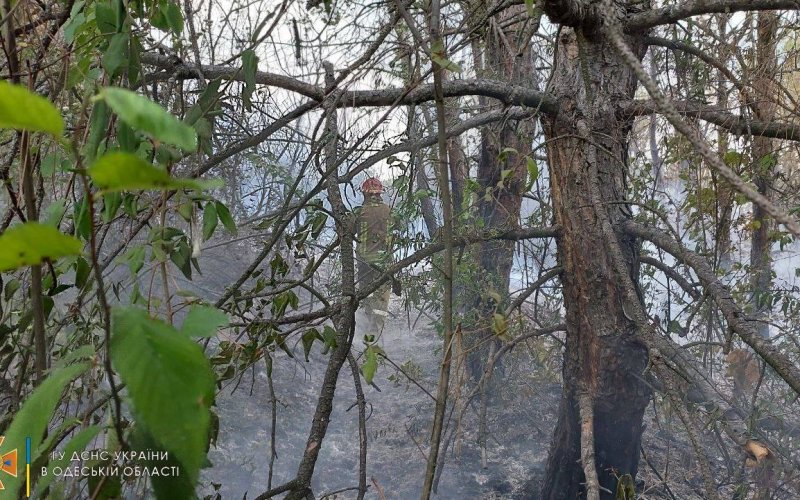 В Одесской области горело 25 гектаров хвойного леса