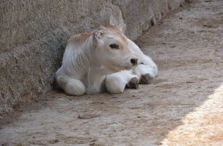 � �������� �������� ���������� ����� ����� ���������� �����