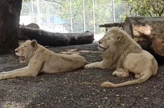 � �������� �������� ���������� ����� ������ ��� �����