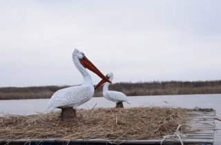 В Одесской области установили искусственных птиц, чтобы привлечь пеликанов