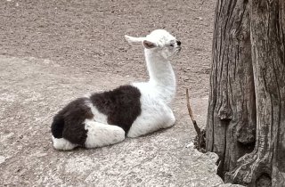 � �������� �������� ���������� ����� ���