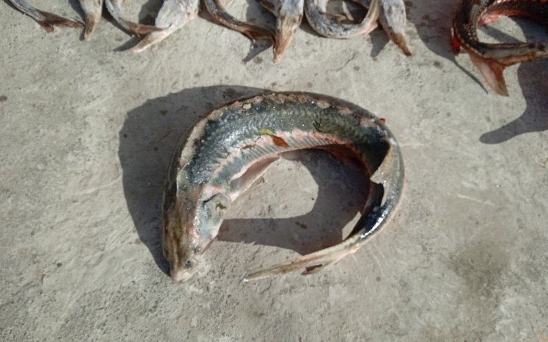 � �������� ������� ����������� ���������� ������ �� ������� ������ ����