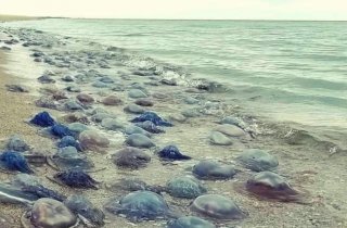 Побережье Одесской области усеяно миллионами медуз-корнеротов