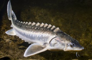 � ������������ ����� ������������ ������ ���� ���