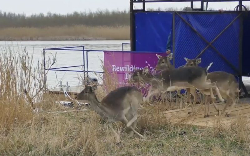 � ����������� �������� ������� ���������� ���� � �����