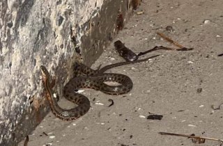 �� �������� ������ ����������� ���� � �������� �� �������